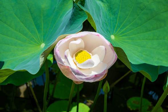 葉の隙間からひょっこりと覗くように咲いている小さめのハスの花。/ 2025.06.29 京都府立植物園・はす池から