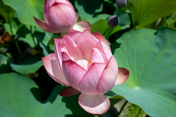 やや赤みの強いハスの花が少し開きかけている。/ 2025.06.29 京都府立植物園・はす池から