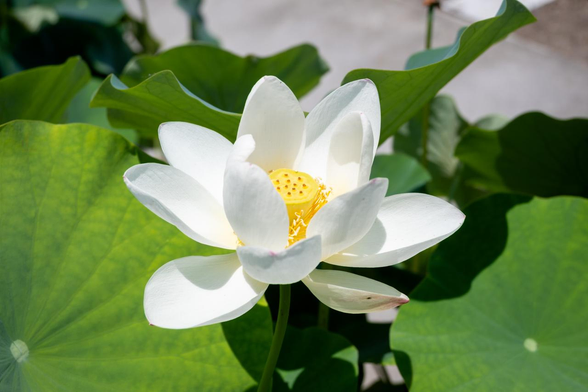 白いハスの花が咲いている。ちょっと花が開き気味。/ 2025.06.29 京都府立植物園・四季 彩の丘から