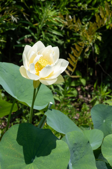 白いハスの花が斜め上方向に向いて咲いている。/ 2025.06.29 京都府立植物園・四季 彩の丘から