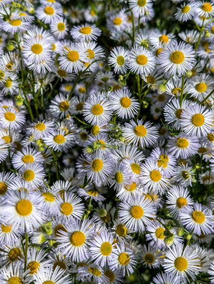 A close-up, high-angle shot of a dense field of small, white, daisy-like flowers with bright yellow centers. The flowers dominate the frame, creating a vibrant pattern of white petals and yellow discs.