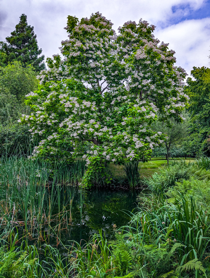 A lush outdoor scene featuring a pond and a large, blossoming Indian bean tree under a partly cloudy sky. The tree, centrally positioned, is abundant with white and pale pink flowers, contrasting with its dark green leaves. Its branches extend broadly, creating a full canopy that is reflected in the still, dark water of the pond directly beneath it.