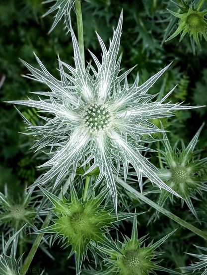A striking, thistle-like plant with intricate details. The central element is a mature flower head, characterized by a dense, light-green, spiky center surrounded by an elaborate starburst of long, sharply pointed, silvery-white bracts. These bracts create a beautiful contrast against the darker green background and appear almost translucent, with prominent veins. Below this main bloom, several other, younger flower heads are visible. 

Eryngium, commonly known as sea holly, is a genus of flowering plants in the Apiaceae family, consisting of about 250 species. These plants are known for their distinctive spiny leaves and striking blue or silver flower heads, and they thrive in various growing conditions, particularly in coastal and dry areas.