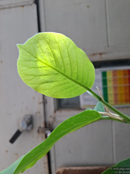 A leaf shines in green.