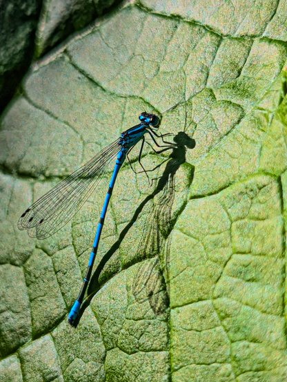 A blue damselfly resting on a vibrant green leaf. The damselfly, which is the central subject, is striking with its brilliant blue body and intricate, transparent wings. Its long, slender body is primarily blue with some darker markings. The wings are delicate and translucent, revealing their delicate venation. The leaf it's perched on is a rich, medium green with prominent, textured veins that create a natural pattern across its surface. The lighting is strong, casting a long, distinct shadow of the damselfly to its right, which adds depth and a sense of time to the image. The sunlight also highlights the textures of both the damselfly and the leaf.