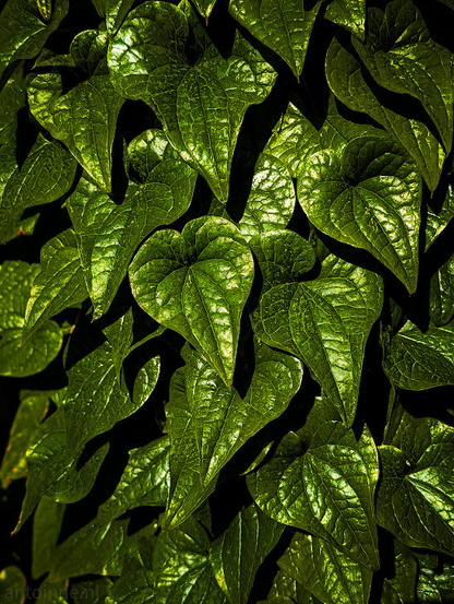 Numerous vibrant heart-shaped green leaves, densely packed together, creating a rich, textural surface. The leaves are catching the light in a way that highlights their varied contours. Some areas of the leaves are brightly illuminated, showing a glossy or waxy sheen, while other areas fall into deep shadow. This interplay of light and shadow gives the image a dramatic and somewhat mysterious feel, emphasizing the three-dimensional quality of the leaf cluster (e.g the Fediverse ;-).