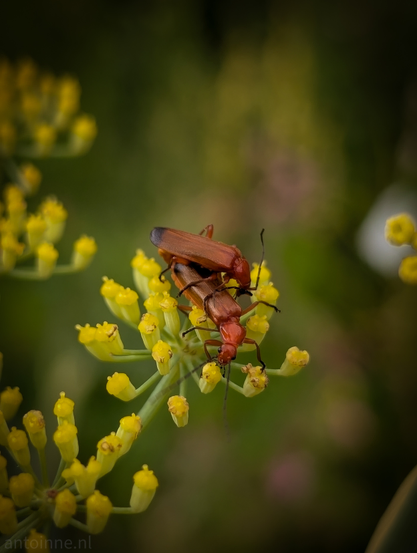 This is a close-up, vertical photograph featuring two brown-reddish beetles, engaged in mating on a cluster of small, yellow flowers. The beetles are positioned one on top of the other, with the top beetle appearing slightly darker and the bottom one a brighter reddish-brown. Their long antennae are visible, extending forward.