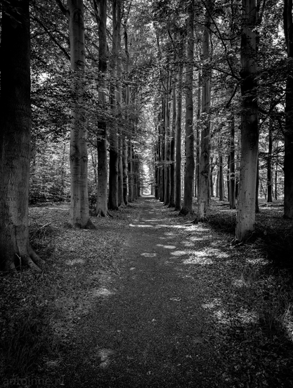 A black and white photograph of a path leading through a dense forest, creating a strong sense of depth and perspective. Tall, mature trees with straight trunks line both sides of the path, their branches and foliage forming a canopy overhead that largely obscures the sky.

The path narrows as it recedes into the distance, drawing the viewer's eye towards a bright area at the far end. Sunlight filters through the leaves in patches, creating dappled light and shadow on the path and the forest floor, highlighting textures and adding to the dramatic effect of the monochrome palette. 