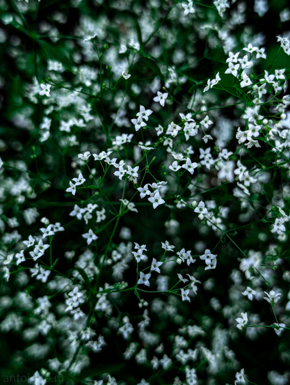 A high-angle shot of numerous tiny white flowers with four petals each, growing in a dense cluster against a dark, out-of-focus background. The flowers are brightly lit and stand out sharply against the darker tones of the stems and leaves, which are also mostly out of focus.