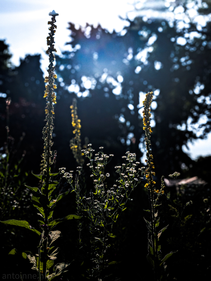 Several tall plants, silhouetted against a bright, hazy sky. Two of them have visible yellow blooms along their upper stalks. In the middle, slightly lower, there's a cluster of smaller plants with numerous tiny white flowers, that catch the light.