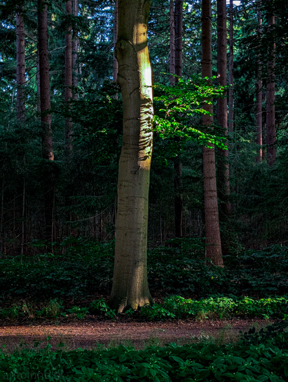 In the foreground, a prominent, thick tree trunk stands centrally, illuminated by a strong, vertical shaft of sunlight that highlights its textured bark. To the right of this trunk, a smaller branch, adorned with vibrant green leaves, also catches some of this bright light, standing out against the darker background. The rest of the forest is in shadow, creating a sense of depth and density.