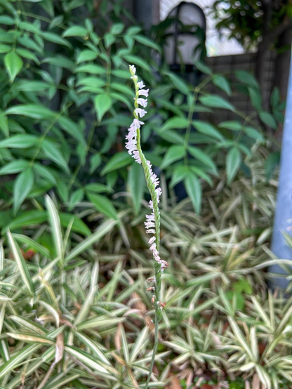 思いもよらない場所・タイミングで出会ったネジバナ。下の方の花は枯れ始めている。/ 2025.07.01 御幸町通三条辺りから