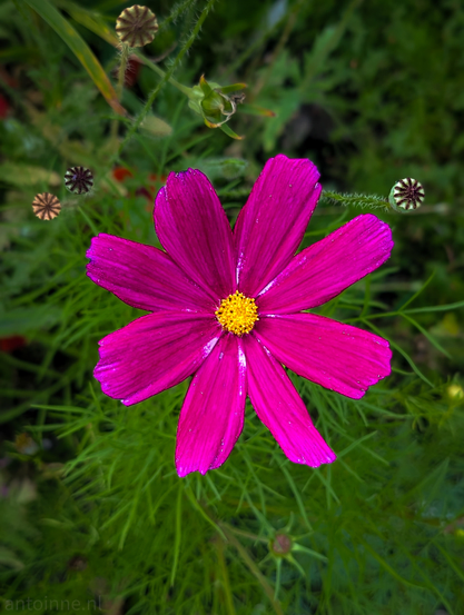 A single magenta cosmos flower, centrally positioned and dominating the frame. The flower has eight distinct petals, each a rich, deep pinkish-purple color, radiating outwards from a bright yellow disc florets at its center. The petals show some subtle striations and slight variations in tone, adding to their texture.
The background is softly blurred, providing a natural, green setting that highlights the flower. Hints of other foliage and perhaps some developing seed pods or buds are visible in the bokeh. 