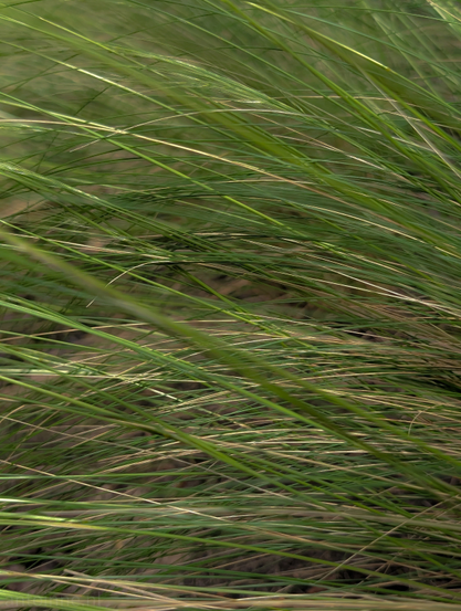 Green blades of grass. The grass appears to be somewhat wild or untamed, with individual blades crossing over each other in various directions, creating a dense, interwoven pattern. There are hints of lighter, drier grass visible beneath the vibrant green, adding depth to the texture.