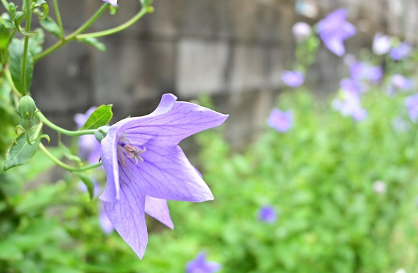 路地で咲いていた紫のキキョウ。奥でも複数のキキョウが咲いている様子がぼやけて写っている。/ 2025.07.02 四条堀川あたりから