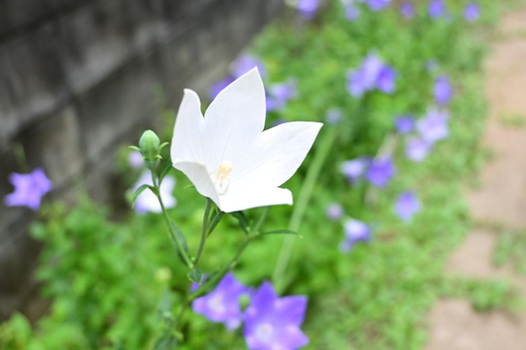路地で咲いていた白いキキョウ。奥でも複数のキキョウが咲いている様子がぼやけて写っている。/ 2025.07.02 四条堀川あたりから