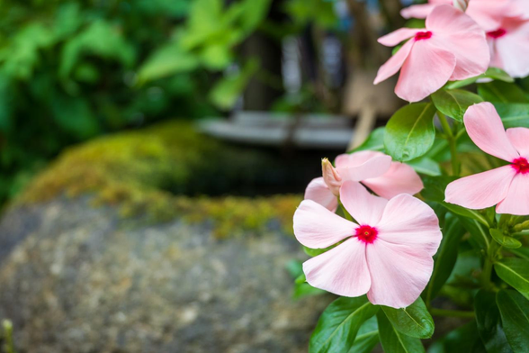 店舗の片隅に設置されている苔むした手水鉢のそばには季節に応じた花が飾られていて、現在はピンクのニチニチソウ。/ 2025.07.02 進々堂 東洞院店から