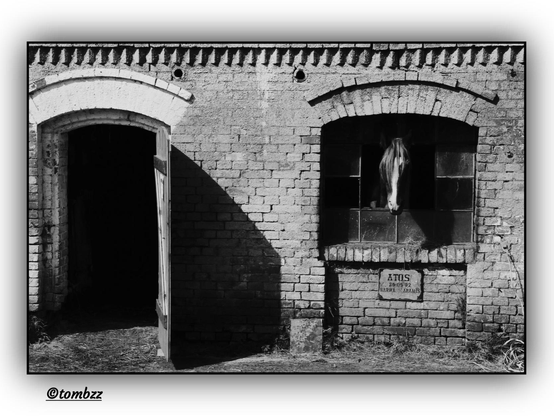 Black and white photo of a brick stable in bright sunlight. On the left, big open doors casting a shadow on the wall. On the right, a horse’s head is peeking out of a window. Below the window, there’s a plaque that reads 'ATOS 25-09-92 NARWA ARAMIS'.