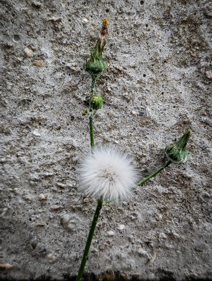 This close-up shot features a single, delicate plant with a fluffy white seed head, standing out against a rough, grey concrete background. The plant has a slender green stem, from which two other smaller, closed flower buds are visible, one to the right and one higher up. The top bud appears slightly dried or withered at its tip. The concrete surface is textured, showing small pebbles and variations in shade.