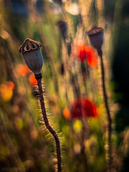 A dried poppy seed pod, standing tall on its textured, prickly stem against a blurred background of green foliage and hints of red poppies. The golden hour creates a luminous rim around its edges and highlights the fine hairs on the stem. The foreground poppy seed pod is in sharp focus, showcasing its intricate cap and the dry, papery texture of the pod itself. In the background, out-of-focus red poppies are visible, adding a splash of color. The overall bokeh effect is soft and dreamy, with warm, blurred highlights.