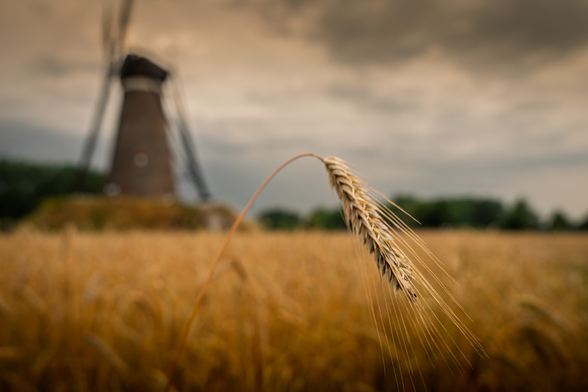 Een graanstengel. Op de achtergrond is wazig maar herkenbaar een molen te zien. 