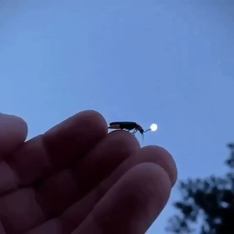 A firefly alights at an extended hand, with a moon in the background, and lights up before departing.