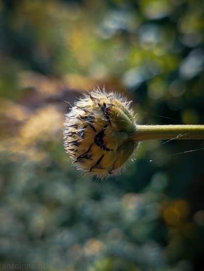 A plant bud, captured with a shallow depth of field that blurs the background significantly. The bud itself is rounded and appears somewhat spiky or hairy due to numerous thin, light-colored filaments protruding from its surface. There are also darker, dried-looking petals or scales visible on the bud. The stem supporting the bud extends to the right, and a few delicate, fine spider webs are faintly visible on it, catching the light. 