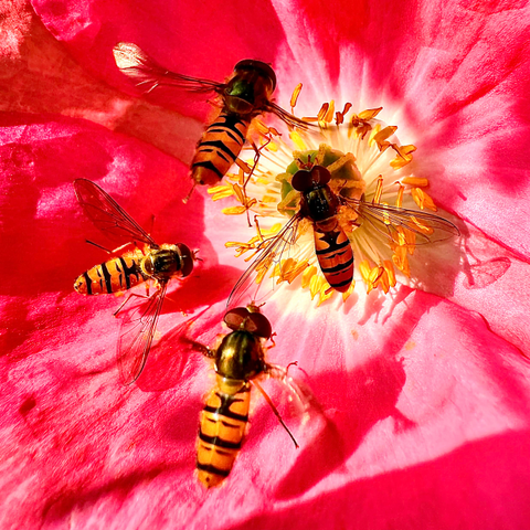 Four Hoverflies inside a red Poppy