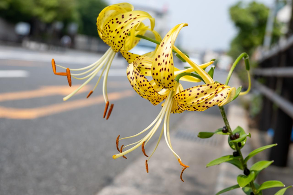 黄色いオウゴンオニユリの花が歩道にある街路樹の麓から横断防止柵を越えて車道に向かってうつむき加減に咲いている。/ 2025.07.03 三条通・蹴上あたりから