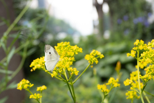 植込みで咲くオミナエシの花に止まって吸蜜 するモンシロチョウ。/ 西洞院通御池角あたりから