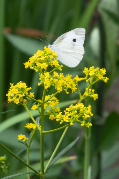 植込みで咲くオミナエシの花に止まって吸蜜 するモンシロチョウ。一枚目よりも少しだけクローズアップした様子。/ 西洞院通御池角あたりから