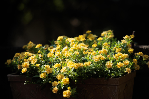 A vibrant cluster of yellow flowers blooms in a decorative pot, surrounded by lush green foliage against a dark background.