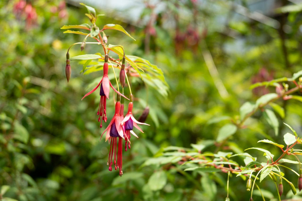 雄しべ・雌しべを囲むような筒状の青紫の花びらと、外側に向かって赤から白にグラデーションする萼片を持つフクシアの花がいくつか枝からぶら下がるように咲いている。/ 2025.06.29 京都府立植物園・観覧温室から