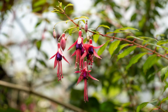 雄しべ・雌しべを囲むような筒状の青紫の花びらと、外側に向かって赤から白にグラデーションする萼片を持つフクシアの花がいくつか枝からぶら下がるように咲いている。/ 2025.06.29 京都府立植物園・観覧温室から