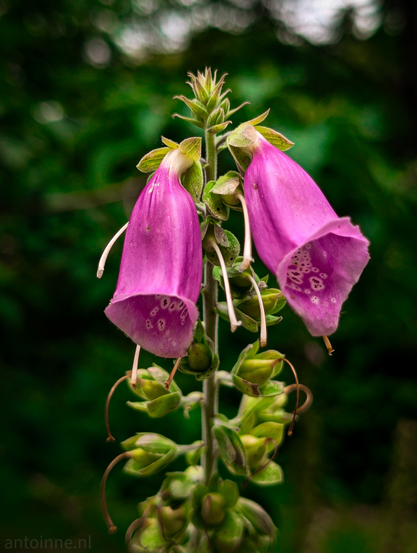 This is a close-up, eye-level shot of a plant with two prominent, bell-shaped purple flowers in bloom, set against a blurred, dark green background. The flowers, which appear to be foxgloves (Digitalis purpurea), hang downwards, with their openings facing slightly to the right. Both flowers display darker purple spots on their inner surfaces, characteristic of foxgloves. Below the two open flowers, there are several closed green buds, indicating that more flowers are yet to open along the stem. 