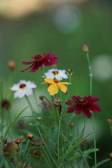 A cluster of vibrant red, yellow, and white flowers surrounded by green foliage, adorned with droplets of water.
