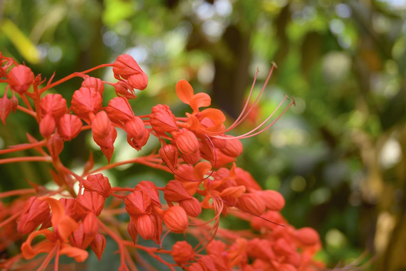 朱色に近い赤のヒギリ。いくつかの花が開いて長い雄しべを伸ばしている。/ 2025.06.29 京都府立植物園・観覧温室から