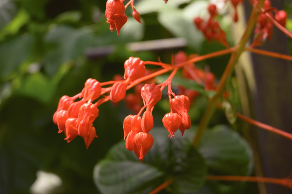 朱色に近い赤のヒギリ。こちらの写真では雄しべを見せている花が見つからない。/ 2025.06.29 京都府立植物園・観覧温室から