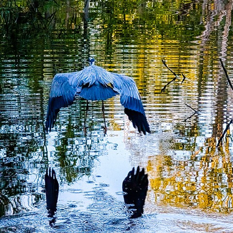 A great blue heron taking off with its wings fully extended and spread wide. The heron's back is to the viewer. Its plumage appears to be shades of blue and gray. The bird is positioned just above the surface of the water, which is highly reflective, showing distorted reflections of the heron's body and wings, as well as the surrounding environment. 