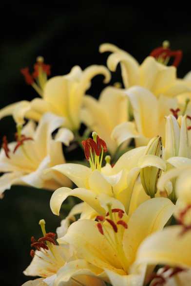Close-up of delicate yellow lilies with red stamens, glistening with droplets, set against a dark background.