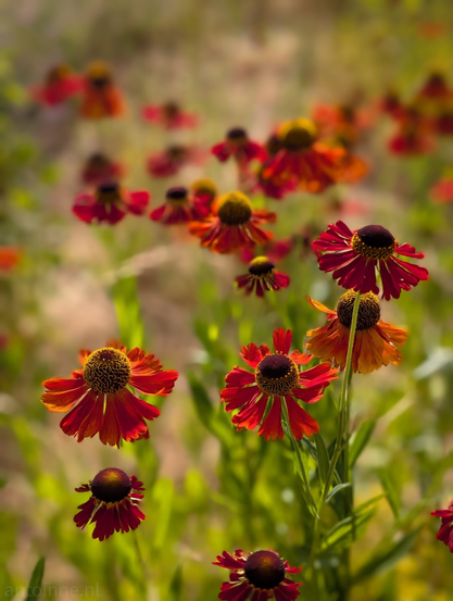 This is a vibrant, close-up photograph of numerous red and orange coneflowers in bloom, set against a soft, out-of-focus background of more flowers and green foliage. The focus is sharp on the flowers in the foreground, showcasing their rich red and orange petals and dark, textured central cones. As the eye moves further back into the image, the flowers become progressively more blurred, creating a beautiful bokeh effect that emphasizes the depth of field. 