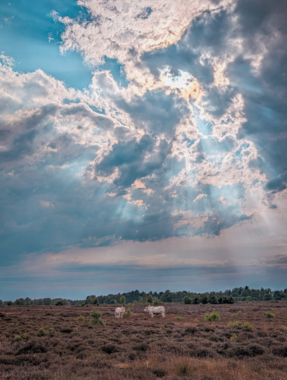 A wide-angle landscape photograph showcasing a dramatic sky over a vast, open heathland. The sky is filled with large, textured clouds, and sunbeams are dramatically breaking through, creating visible shafts of light that extend towards the horizon. In the middle ground, four white cows are visible. The horizon line is relatively low, emphasizing the expansive sky. In the far distance, a dark line of trees is visible, marking the edge of the open field.
