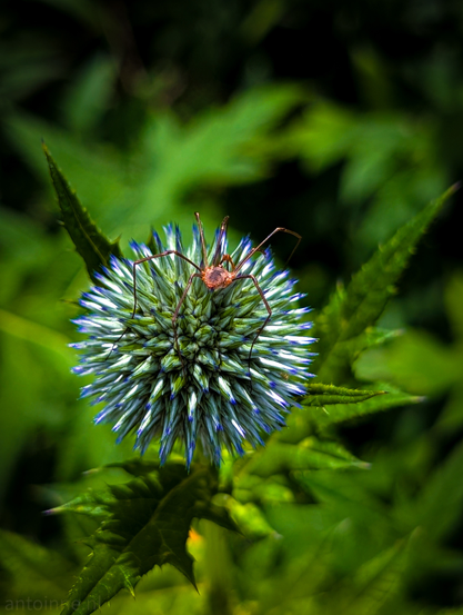 A close-up, high-detail photograph of a harvestman, often mistaken for a spider, resting on a spiky, spherical plant. The harvestman, positioned centrally, is a reddish-brown color with long, slender legs splayed out across the plant's surface. Its body appears somewhat translucent in parts.

The plant it is on is a Globe Thistle, characterized by its distinctive spherical flower head composed of numerous tightly packed, spiky florets. The tips of these florets are a vibrant blue-purple, fading to a lighter, almost white or pale green at their bases. 

The background is a soft blur of dark green foliage, indicating other leaves or plants, which helps the central subjects stand out prominently. 