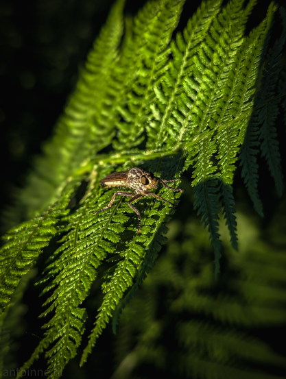 A close-up, top-down photograph of a robber fly, resting on a vibrant green fern leaf. The insect is positioned slightly off-center to the right, with its body facing towards the left side of the frame. It has a patterned, brownish-grey body, prominent compound eyes, and visible legs. Its wings, which appear somewhat translucent and iridescent, are folded over its back.