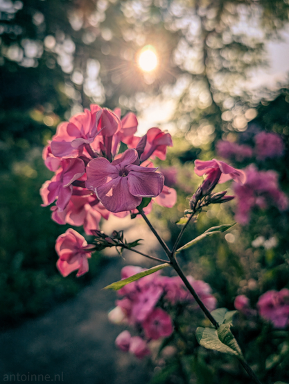 A peaceful moment in a garden during golden hour. Vibrant pink flowers, likely phlox, bathed in warm, soft sunlight. The image is backlit, with a prominent sun flare visible in the upper center of the frame. This creates a halo effect around the sun and casts a warm, ethereal glow over the scene. The petals of the flowers are illuminated from behind, making them almost luminous. The soft light and blurred background create a dreamlike atmosphere.