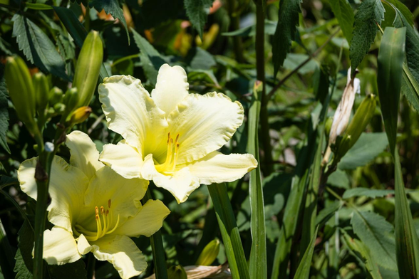 淡いレモンイエローの花を咲かせるヘメロカリス『ホワイトフォーマル』。/ 2025.06.29 京都府立植物園・四季 彩の丘から