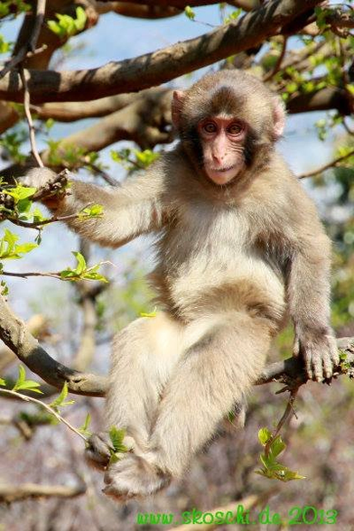 A small monkey has made itself comfortable in a tree and seems to be enjoying the sun. 