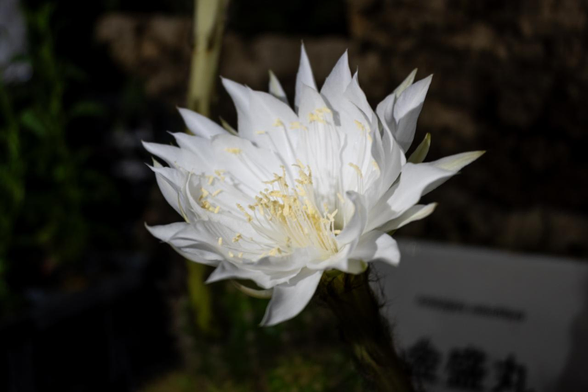 サボテン『金盛丸』。室内を暗くした部屋で真っ白な花を咲かせている。/ 2025.06.29 京都府立植物園・観覧温室から