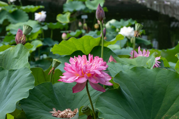ピンクの八重咲きのハスの花。/ 2025.07.06 相国寺・放生池から