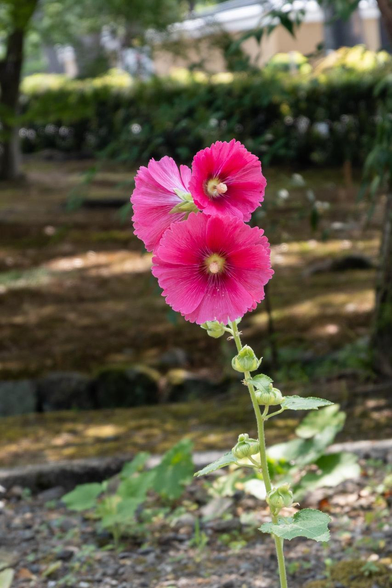 濃紅色のタチアオイ。茎の先端に3つ花が咲いている。こちらのタチアオイにも複数の蕾がついている様子が見える。 / 2025.07.06 相国寺・洪音楼ちかくから